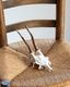 Deer Skull �ü���Ƭ��