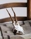Deer Skull �ü���Ƭ��