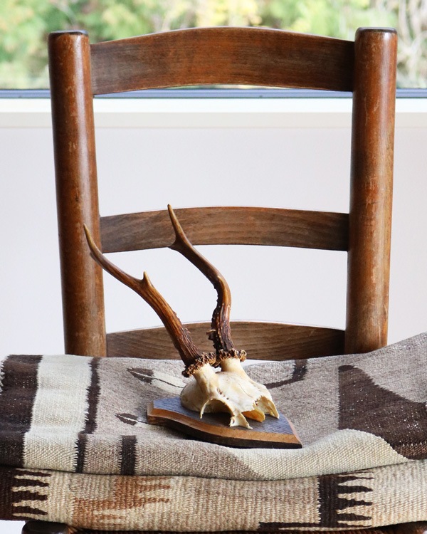 Deer Skull w/base�ü���Ƭ�� �١����դ�