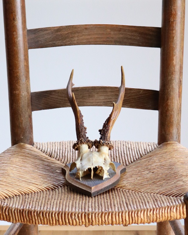 Deer Skull w/base�ü���Ƭ�� �١����դ�