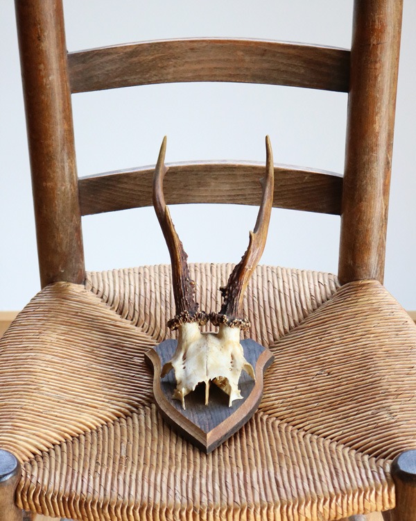 Deer Skull w/base�ü���Ƭ�� �١����դ�