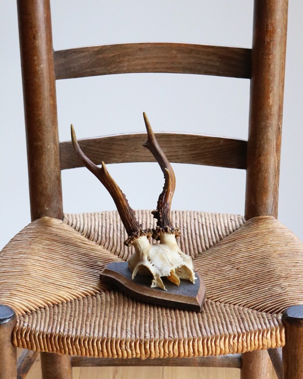 Deer Skull w/base�ü���Ƭ�� �١����դ�