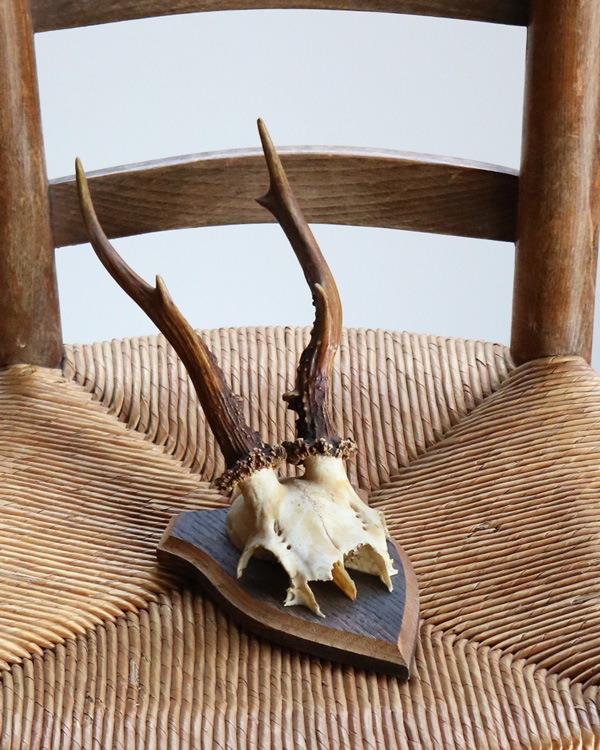 Deer Skull w/base�ü���Ƭ�� �١����դ�