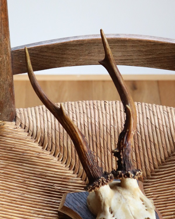 Deer Skull w/base�ü���Ƭ�� �١����դ�