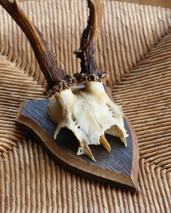 Deer Skull w/base�ü���Ƭ�� �١����դ�