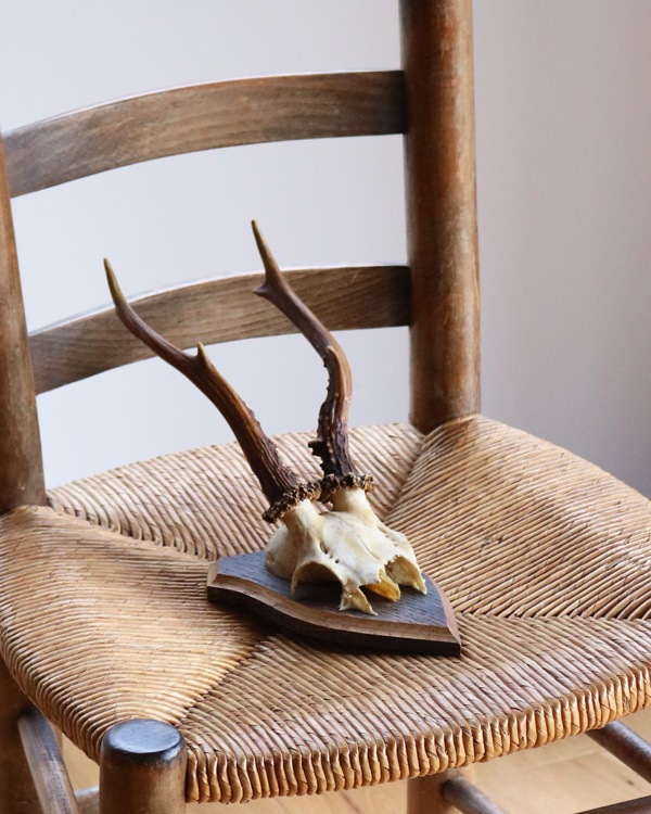 Deer Skull w/base�ü���Ƭ�� �١����դ�
