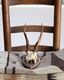 Deer Skull w/base�ü���Ƭ�� �١����դ�
