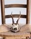 Deer Skull w/base�ü���Ƭ�� �١����դ�