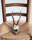Deer Skull w/base�ü���Ƭ�� �١����դ�