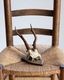 Deer Skull w/base�ü���Ƭ�� �١����դ�