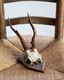 Deer Skull w/base�ü���Ƭ�� �١����դ�