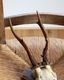 Deer Skull w/base�ü���Ƭ�� �١����դ�