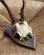 Deer Skull w/base�ü���Ƭ�� �١����դ�