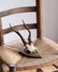 Deer Skull w/base�ü���Ƭ�� �١����դ�