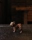 Bulldog Ornament BO-05 �å֥�ɥå������ʥ��� BO-05