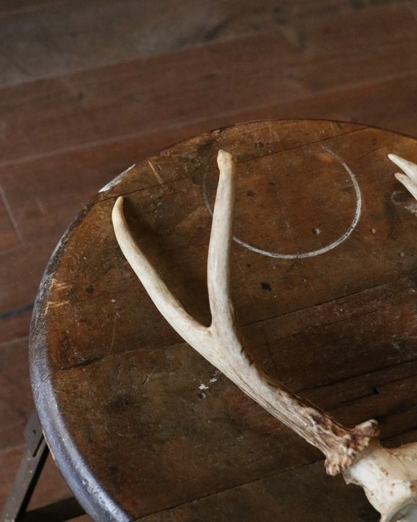 Deer Antler H-No.01�ü��γ� H-No.01