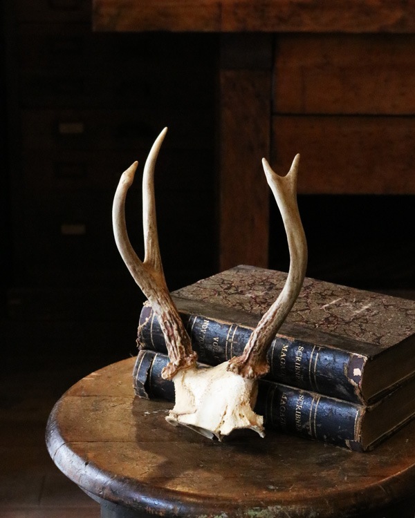 Deer Antler H-No.01�ü��γ� H-No.01