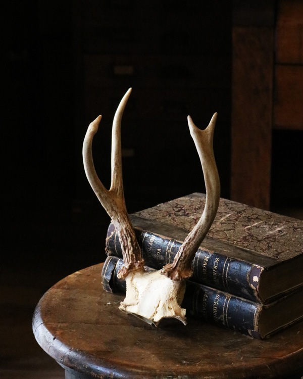 Deer Antler H-No.01�ü��γ� H-No.01