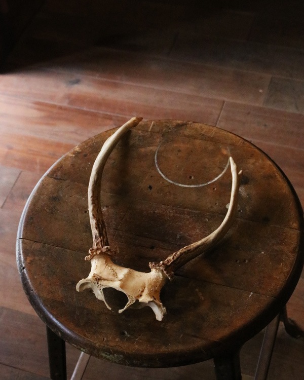 Deer Antler H-No.01�ü��γ� H-No.01