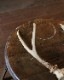 Deer Antler H-No.01�ü��γ� H-No.01