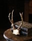 Deer Antler H-No.01�ü��γ� H-No.01