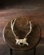 Deer Antler H-No.01�ü��γ� H-No.01