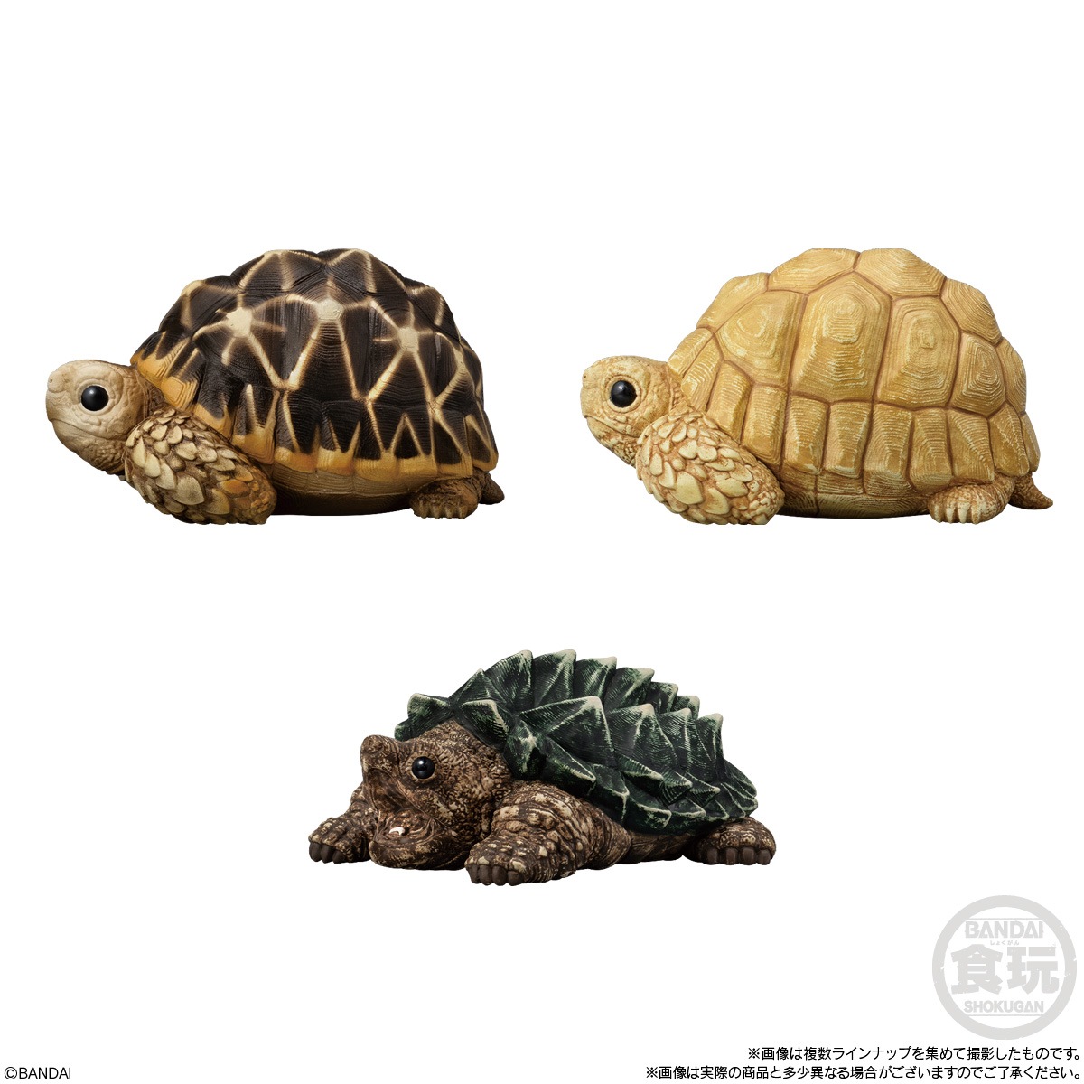 2025年10月発売 予約商品】【BOX】てのりフレンズ12 -爬虫類・両生類