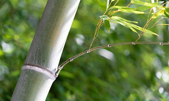 ”限りなく木製に近い金属バット”の練習は、丈夫な竹バットにお任せ♪