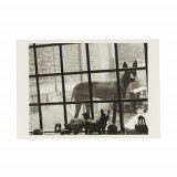 コロタイプポストカード アルバレス・ブラボ〈ショロトル〉|ジャンルで選ぶ|絵はがき / ポストカード