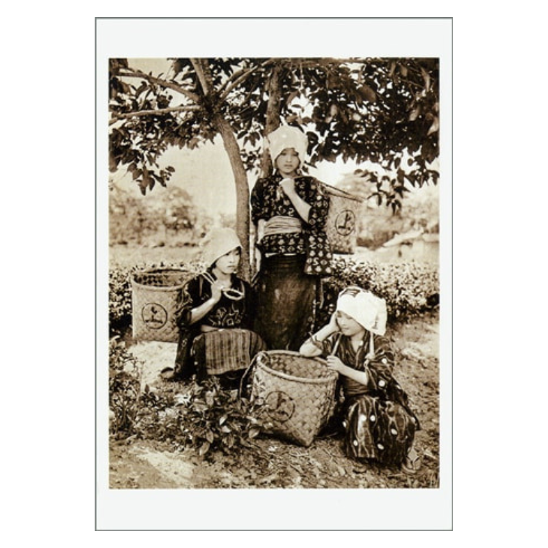 絵はがき フランス国立ギメ東洋美術館 幕末明治写真コレクション〈茶