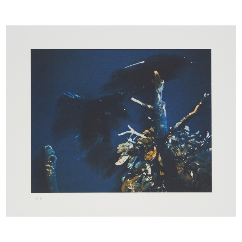 限定5部】コロタイププリント 深瀬昌久〈Raven Scenes 烏景〉 002京都