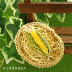 ��8/10 �����١� Corn�ʥȥ���������˥֥����������� �ں�ȡ���͵�ҡ�Atelier��Siva�ˡ�