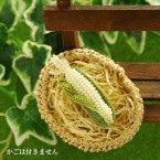 ��8/10 �����١� Corn�ʥȥ���������˥֥��������� �ں�ȡ���͵�ҡ�Atelier��Siva�ˡ�