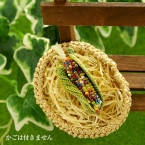 ��8/10 �����١� Corn�ʥȥ���������˥֥��������ߥå��� �ں�ȡ���͵�ҡ�Atelier��Siva�ˡ�