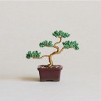 �ӡ����ե����ȥ꡼ �ͥ��å�BONSAI���å� Pine �� HCA30//1