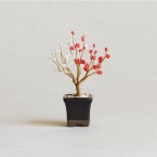 �ӡ����ե����ȥ꡼ �ͥ��å�BONSAI���å� Plum �� HCA30//2