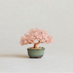 �ӡ����ե����ȥ꡼ �ͥ��å�BONSAI���å� Cherry blossoms �� HCA30//3