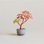 �ӡ����ե����ȥ꡼ �ͥ��å�BONSAI���å� Maple ���� HCA30//5