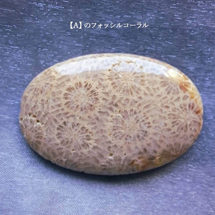 �ե��å��륳�����ȥ�С����ȡ���Υͥå��쥹A �ں�ȡ��ν�ʥ���ԥ�ѥ��ˡ�