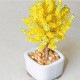 �ӡ����ե����ȥ꡼ �ͥ��å�BONSAI���å� Gingko ��� HCA30//6