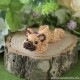 �ޤä��긤���ե����֥�ɥå�KINAKO��  �ں�ȡ�Miniera d��oro��