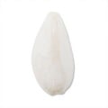 �ں߸˸¤�ۥ������ӡ���/�Хƥ� ��24��13mm�ۥ磻�ȥ��ͥ���