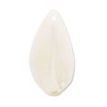 �ں߸˸¤�ۥ������ӡ���/�Хƥ� ��24��13mm�����ܥ꡼�饹����