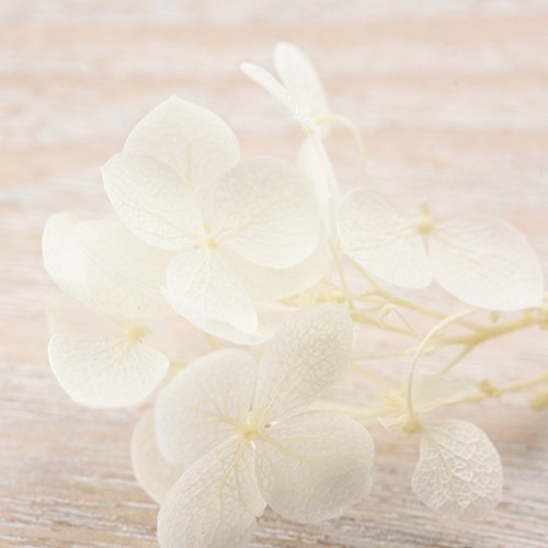 ץꥶ֥ɥե /ʥ٥롡ۥ磻ȡڤ//ѡ/쥸/resin/ϥɥᥤ//ꥢ꡼/ɥ饤ե/ֻ