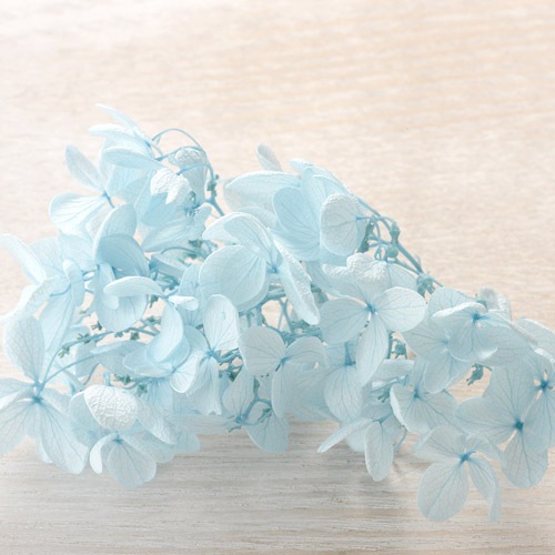 プリザーブドフラワー /ソフトピラミッドアジサイ ベビーブルー