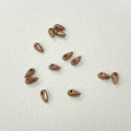 �ں߸˸¤�ۥ������ӡ���/������ 6.0��2.5mm���饹�������ڡ���