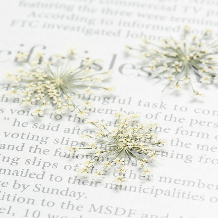 �ɥ饤�ե��ʲ����֡� �졼���ե� �ۥ磻�ȡ��������/�����ѡ���/�쥸��/resin/�ϥ�ɥᥤ��/���/���ꥢ�������꡼/�ֻ���