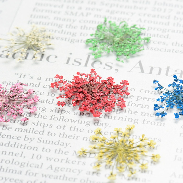 �ɥ饤�ե��ʲ����֡� �졼���ե� �ۥ磻�ȡ��������/�����ѡ���/�쥸��/resin/�ϥ�ɥᥤ��/���/���ꥢ�������꡼/�ֻ���