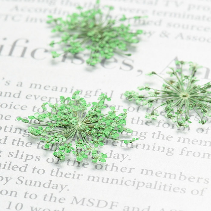 �ɥ饤�ե��ʲ����֡� �졼���ե� ���꡼����������/�����ѡ���/�쥸��/resin/�ϥ�ɥᥤ��/���/���ꥢ�������꡼/�ֻ���