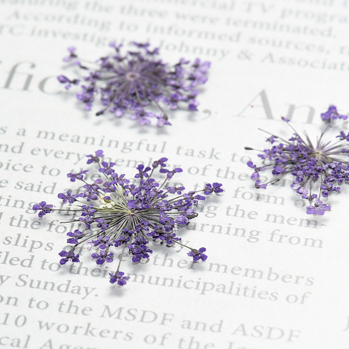 �ɥ饤�ե��ʲ����֡� �졼���ե� �ѡ��ץ���������/�����ѡ���/�쥸��/resin/�ϥ�ɥᥤ��/���/���ꥢ�������꡼/�ֻ���